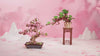Rolife Evergreen Pine Bonsai Wooden Model Kit product video